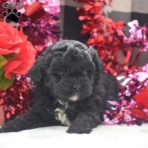 Tessa – F1, Shih-Poo Puppy