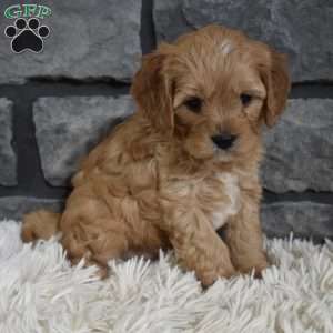Teddy, Cavapoo Puppy