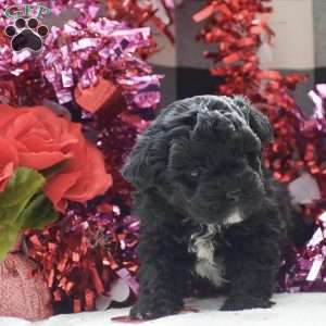 Tessa – F1, Shih-Poo Puppy