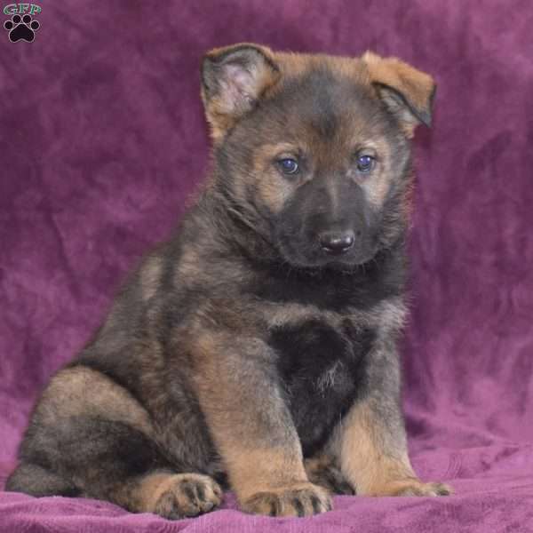 Quinton, German Shepherd Puppy