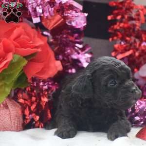 Atticus – F1, Shih-Poo Puppy