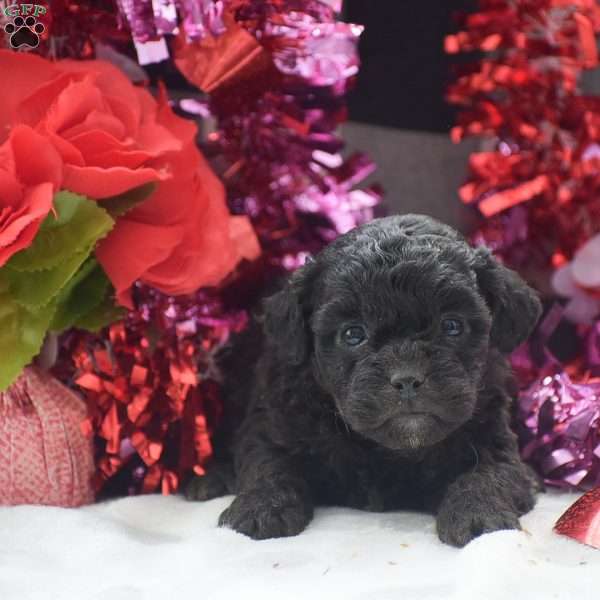 Atticus – F1, Shih-Poo Puppy
