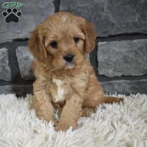 Teddy, Cavapoo Puppy
