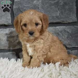 Teddy, Cavapoo Puppy