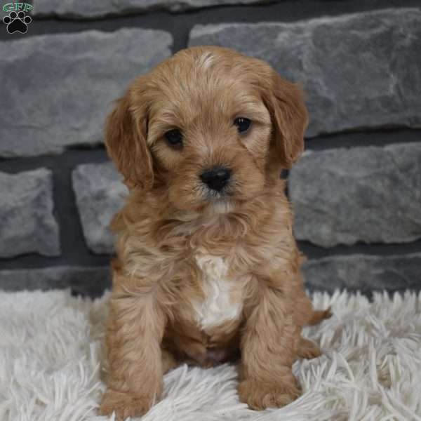 Teddy, Cavapoo Puppy