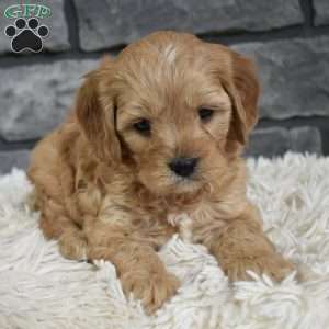 Teddy, Cavapoo Puppy