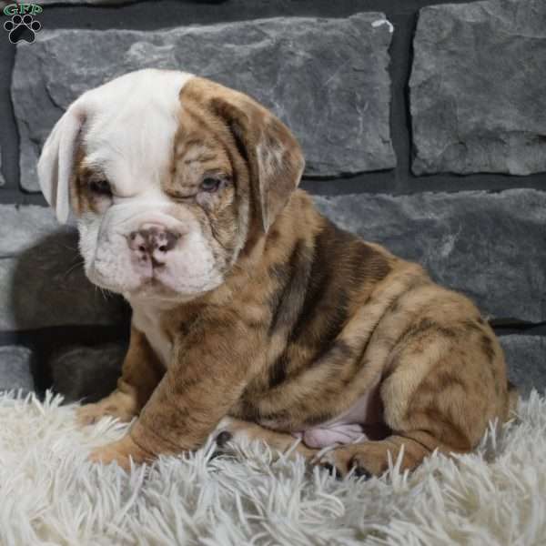 Rocko, Beabull Puppy