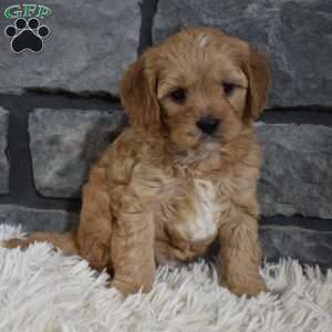 Teddy, Cavapoo Puppy