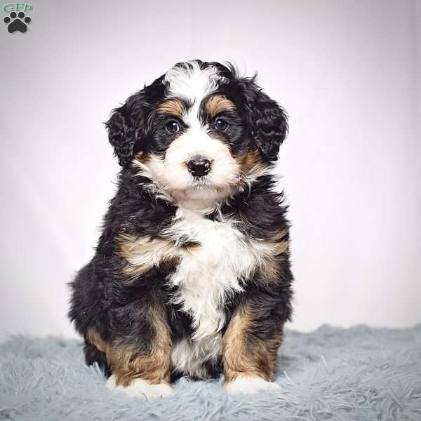 Jackson, Mini Bernedoodle Puppy