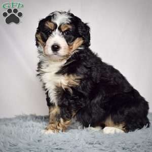 Samantha, Mini Bernedoodle Puppy