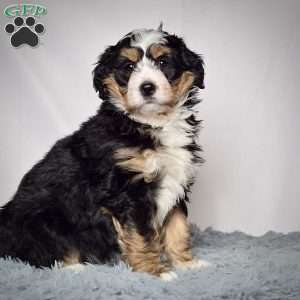 Samantha, Mini Bernedoodle Puppy