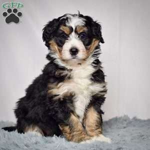 Samantha, Mini Bernedoodle Puppy