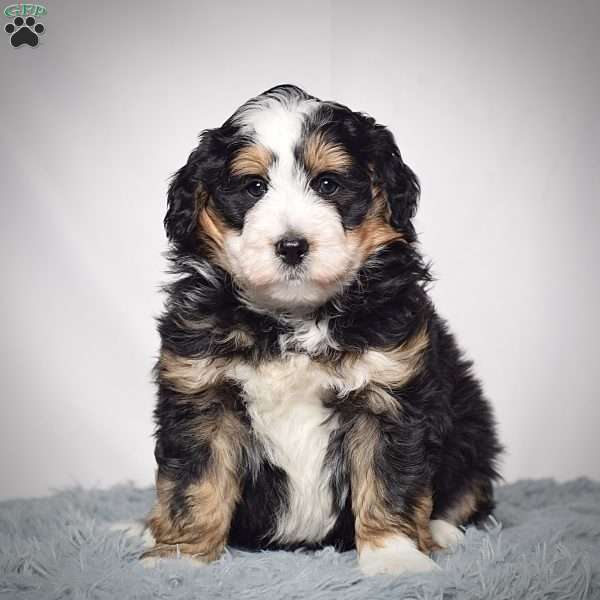 Willson, Mini Bernedoodle Puppy