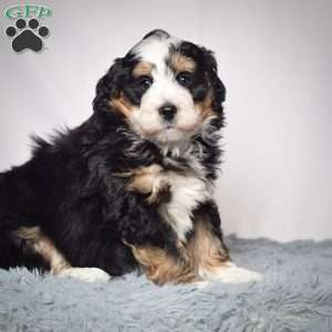 Willson, Mini Bernedoodle Puppy