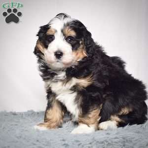 Willson, Mini Bernedoodle Puppy