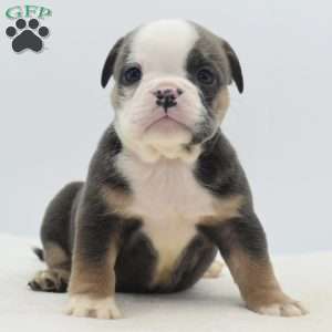Savanna, English Bulldog Mix Puppy
