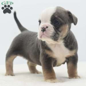 Savanna, English Bulldog Mix Puppy