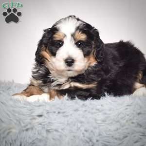 Willson, Mini Bernedoodle Puppy