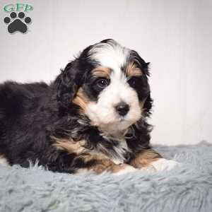Willson, Mini Bernedoodle Puppy