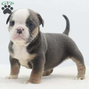 Savanna, English Bulldog Mix Puppy