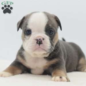 Savanna, English Bulldog Mix Puppy
