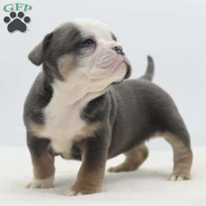 Savanna, English Bulldog Mix Puppy