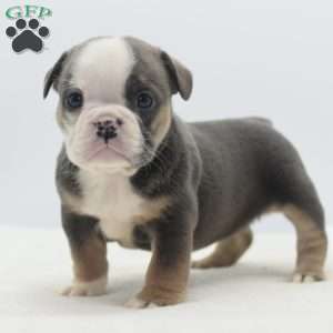 Savanna, English Bulldog Mix Puppy