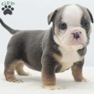 Savanna, English Bulldog Mix Puppy