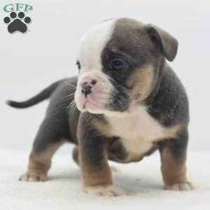 Savanna, English Bulldog Mix Puppy