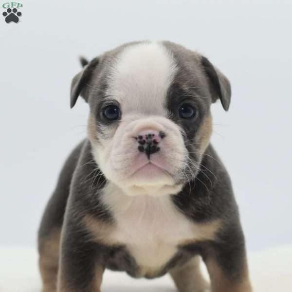 Savanna, English Bulldog Mix Puppy