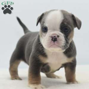 Savanna, English Bulldog Mix Puppy
