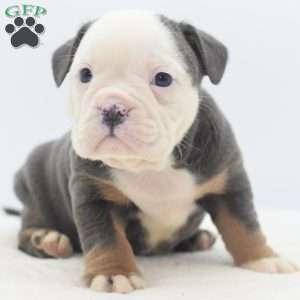 Turbo, English Bulldog Mix Puppy