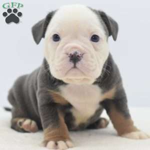Turbo, English Bulldog Mix Puppy