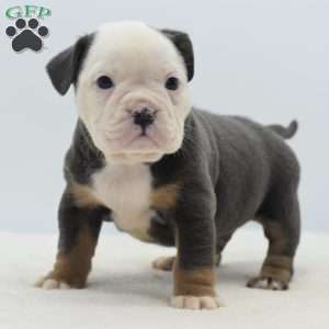 Turbo, English Bulldog Mix Puppy