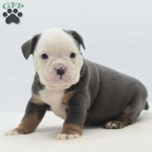 Turbo, English Bulldog Mix Puppy
