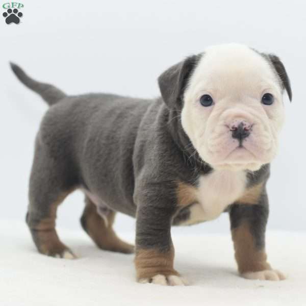 Turbo, English Bulldog Mix Puppy