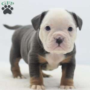 Turbo, English Bulldog Mix Puppy