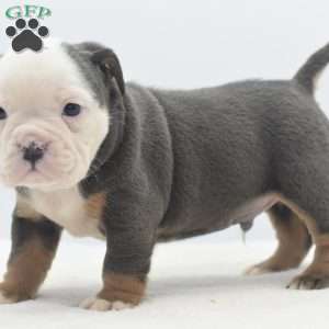 Turbo, English Bulldog Mix Puppy