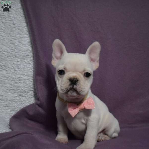 Ladybug, French Bulldog Mix Puppy