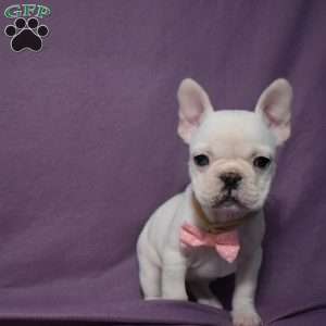 Ladybug, French Bulldog Mix Puppy