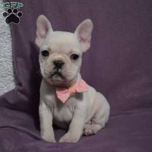 Ladybug, French Bulldog Mix Puppy