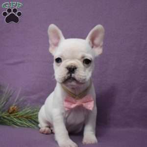 Ladybug, French Bulldog Mix Puppy