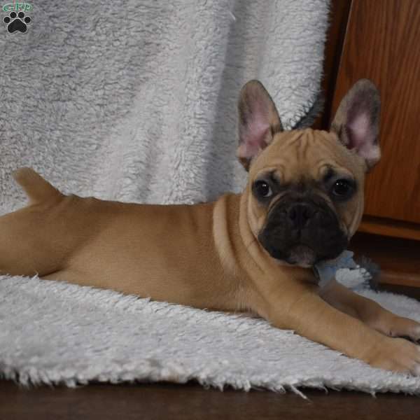 Vinny, French Bulldog Mix Puppy