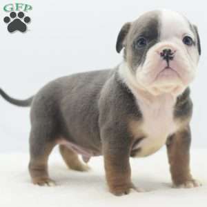 Duke, English Bulldog Mix Puppy