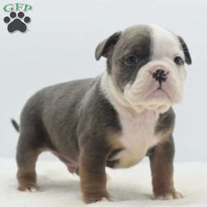 Duke, English Bulldog Mix Puppy