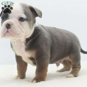 Duke, English Bulldog Mix Puppy