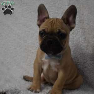 Vinny, French Bulldog Mix Puppy