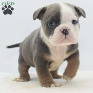 Duke, English Bulldog Mix Puppy