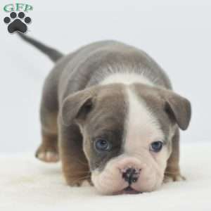 Duke, English Bulldog Mix Puppy