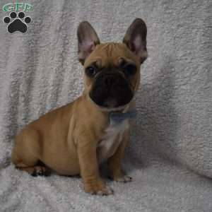 Vinny, French Bulldog Mix Puppy